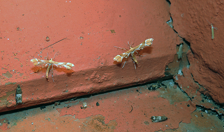 Cnaemidophorus rhododactylus Pterophoridae